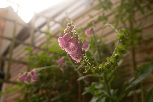 Free Foxglove Nature photo and picture