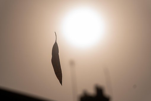 Free Nature Leaf photo and picture