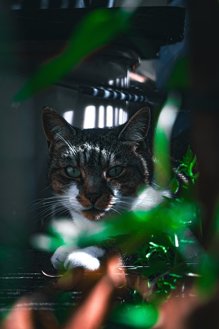 Free Cat Pet photo and picture