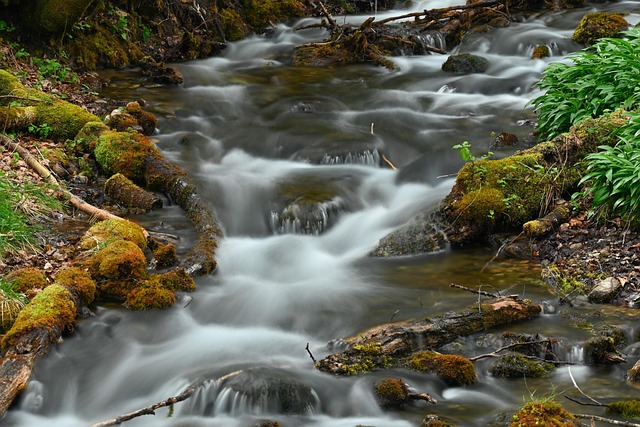 Free River Bach photo and picture