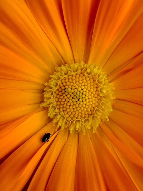 Bloem, Natuur, Tithonia, Flora