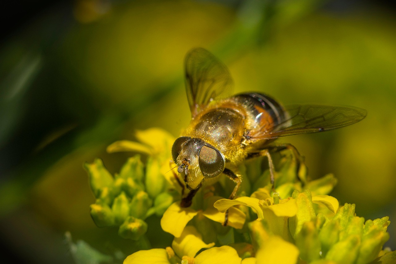 The Insect Macro Close-Up - Free photo on Pixabay - Pixabay