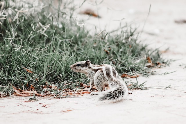 Free Chipmunk Animal photo and picture