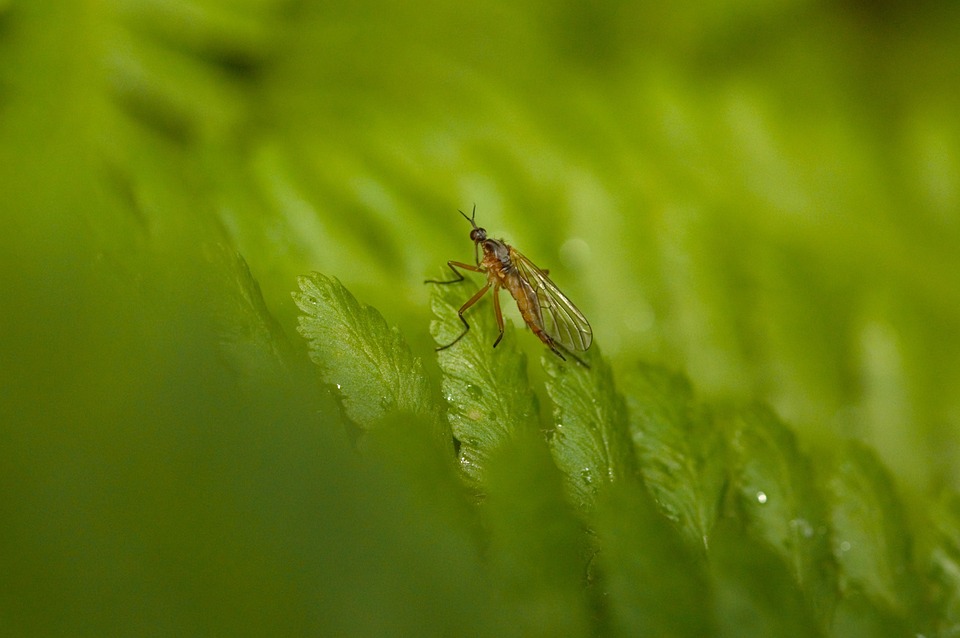 Bug Inseto Bug Natureza Voe - Foto gratuita no Pixabay