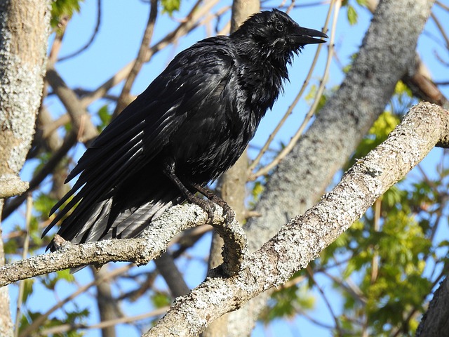 까마귀, 니콘, 사진술, 자연, 카메라, 깃털, 야생 동물
