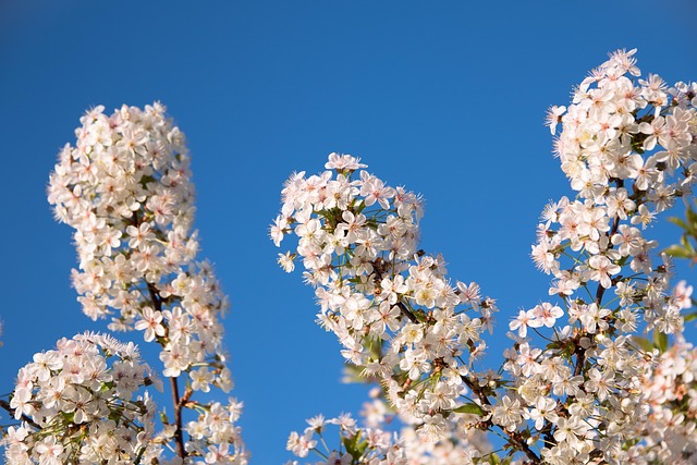 Blumen, Frühling, Natur, Blüte, Flora