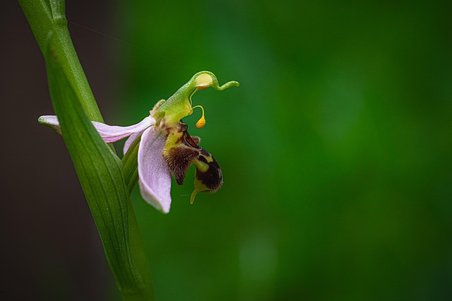 Free Flower Flowers And Plants photo and picture