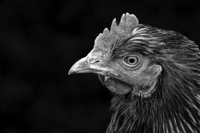Free B W Monochrome photo and picture
