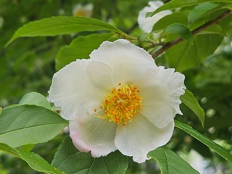 Free Old Tree Spring Flowers photo and picture