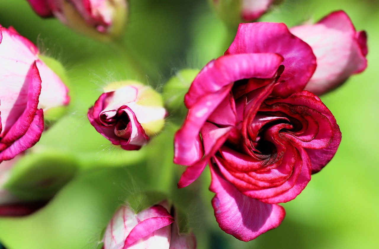 Flower Macro Floral - Free photo on Pixabay - Pixabay