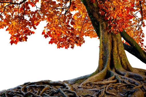 Free Tree Nature illustration and picture