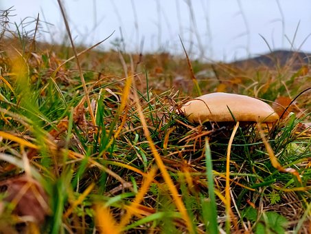 Free Mushroom Mount photo and picture