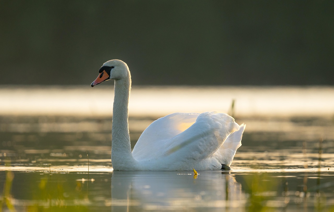 백조 새 호수 - Pixabay의 무료 사진 - Pixabay