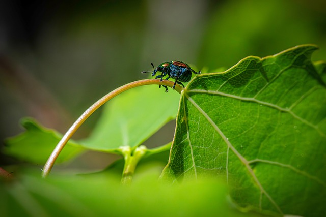 Free Aspen Leaf-Rolling Weevil Weevil photo and picture