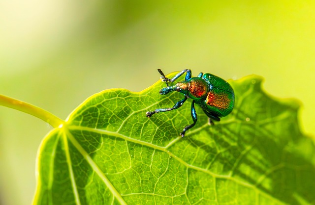 Free Aspen Leaf-Rolling Weevil Weevil photo and picture