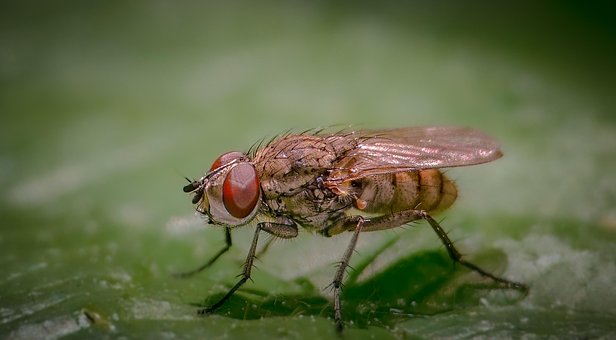 Free Fly Insect photo and picture