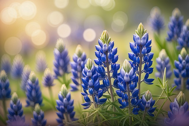 Free flowers bluebonnets nature illustration