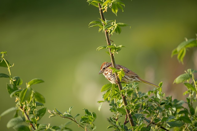 Free Bird Free Background photo and picture