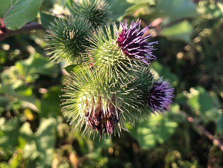 Free Spiky Purple photo and picture