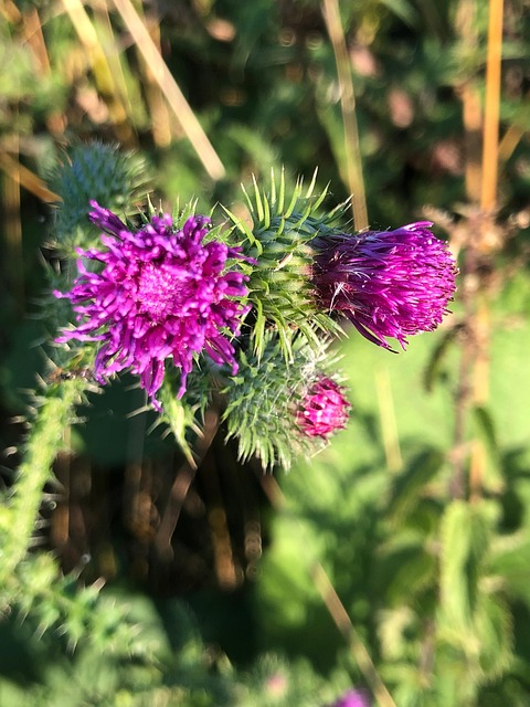 Free Thistle Nature photo and picture