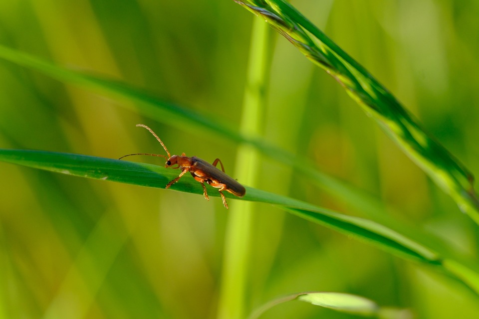 蟊 甲虫 无脊椎动物 - Pixabay上的免费照片 - Pixabay