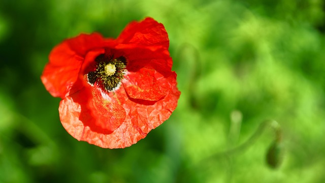 Free Mack Flowers photo and picture