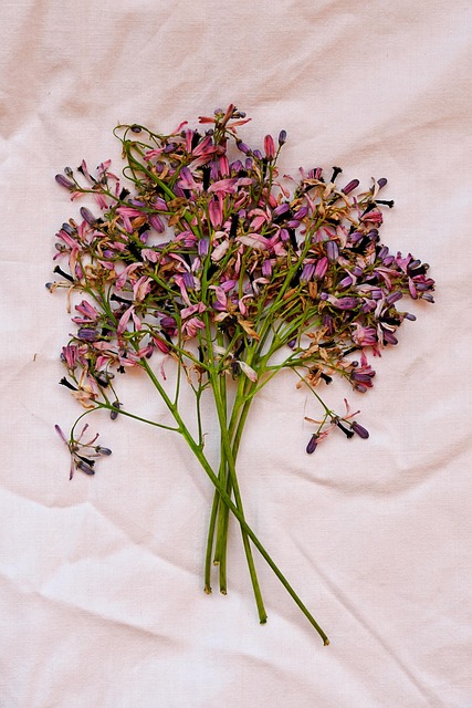 Free Flower Flowers photo and picture