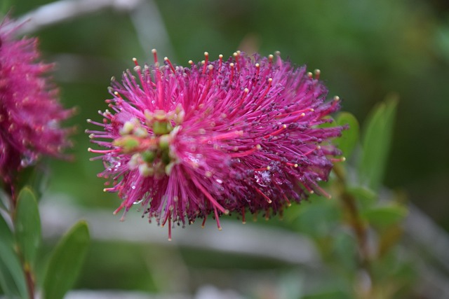 Free Flower Nature photo and picture