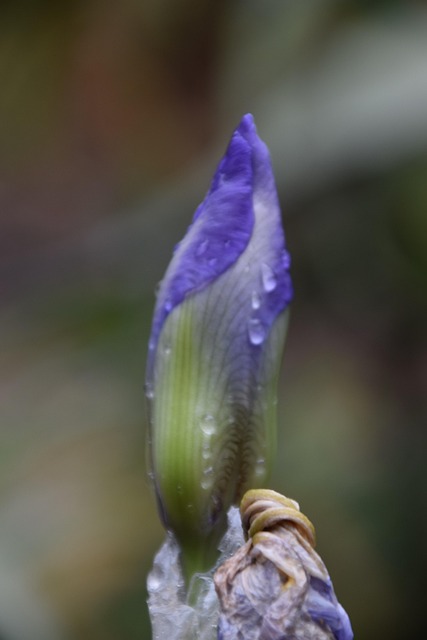 Free Flower Nature photo and picture