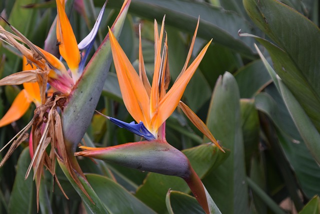 Free Flower Paradise photo and picture