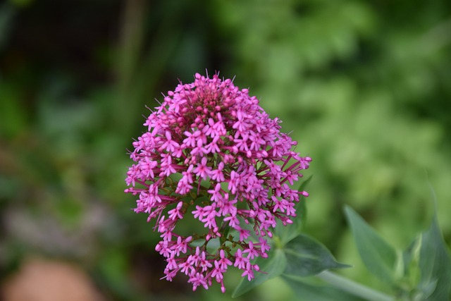 Free Plants Nature photo and picture