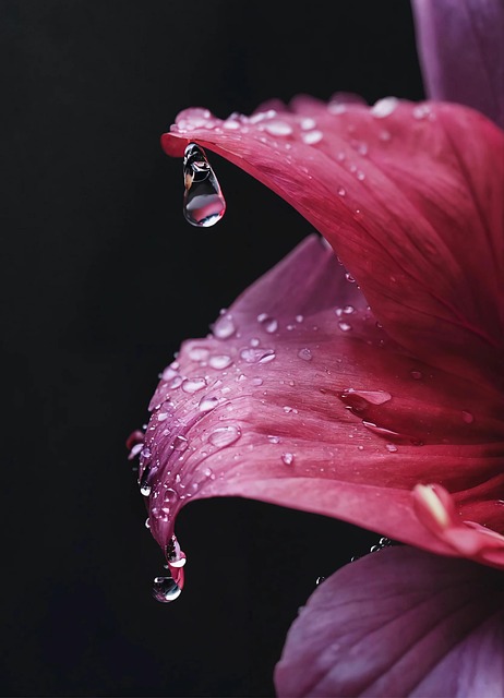 Blume, Flora, Blütenblätter, Liebe