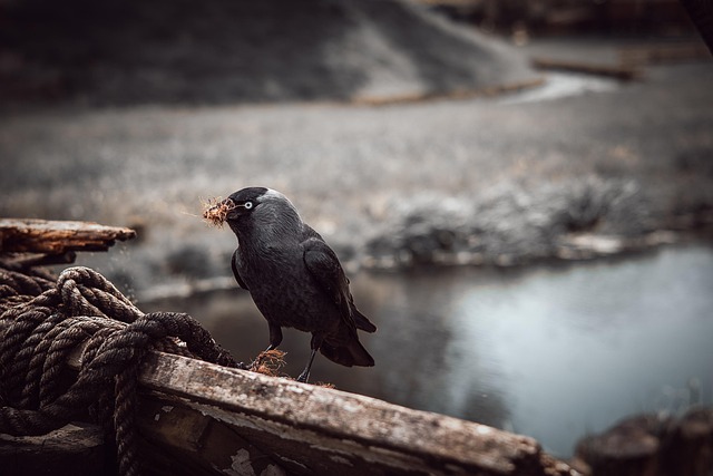Free Bird Crow photo and picture
