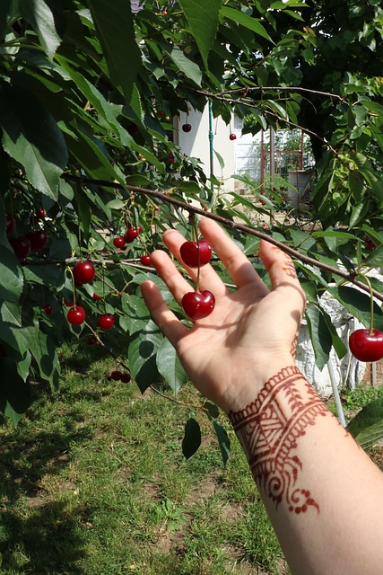 Mână, Henna, Mandala, Natura, Meditaţie