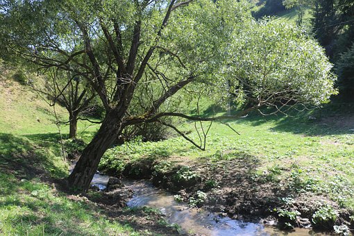 Copac, Pârâu, Râu, Natura, Munţi, Bucegi