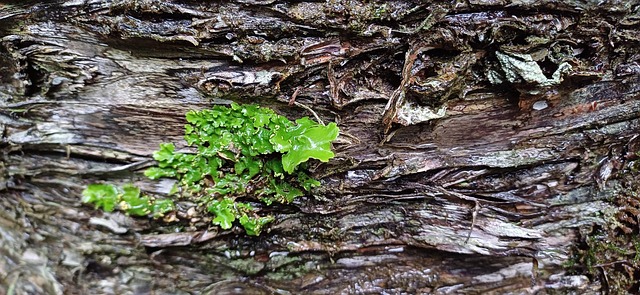 Free Australia Rainforest photo and picture