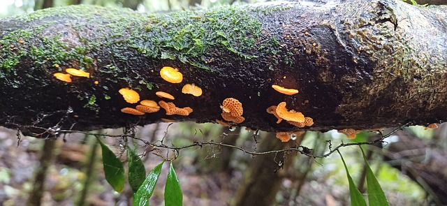 Free Nature Mushrooms photo and picture