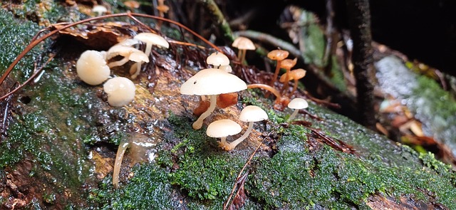 Free Nature Mushrooms photo and picture