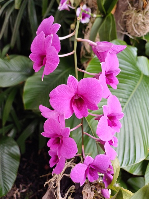 Free Orchid Australia photo and picture