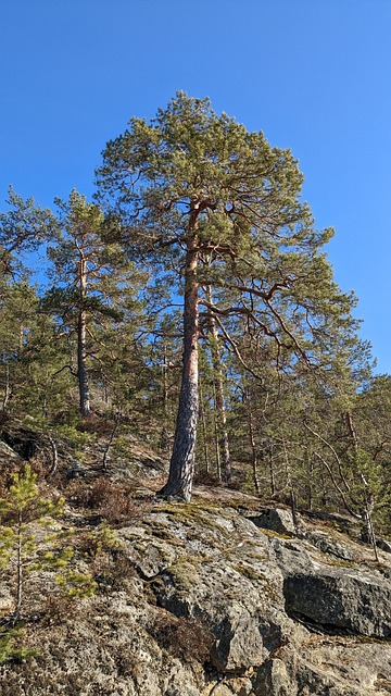 Free Tree Heaven photo and picture