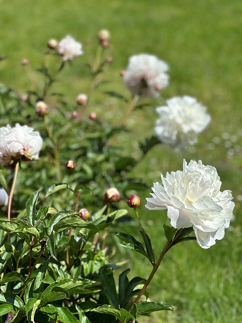 Free Peony Garden photo and picture