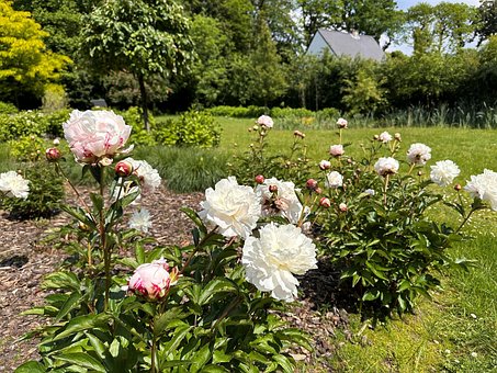 Free Peony Garden photo and picture