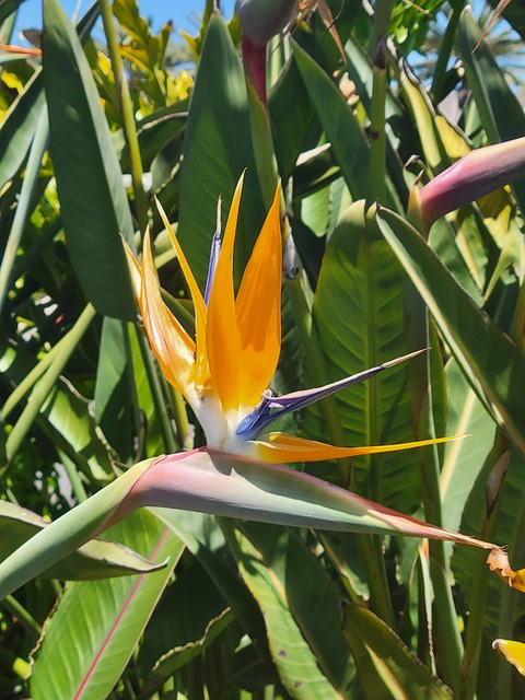 Free Flower Exotic photo and picture