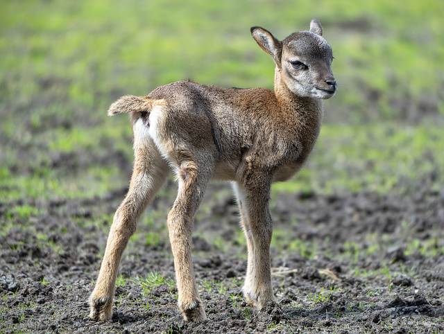 Free mouflon lamb sheep illustration