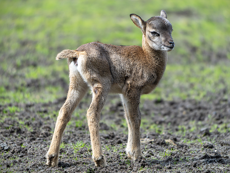 Free Mouflon Lamb illustration and picture