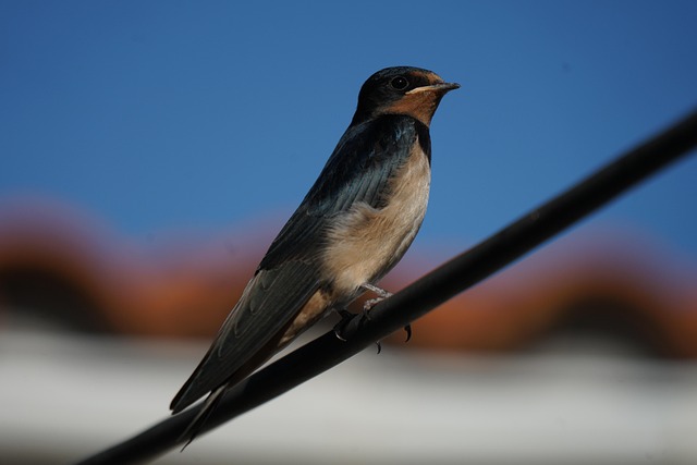 Free Swallow Bird photo and picture