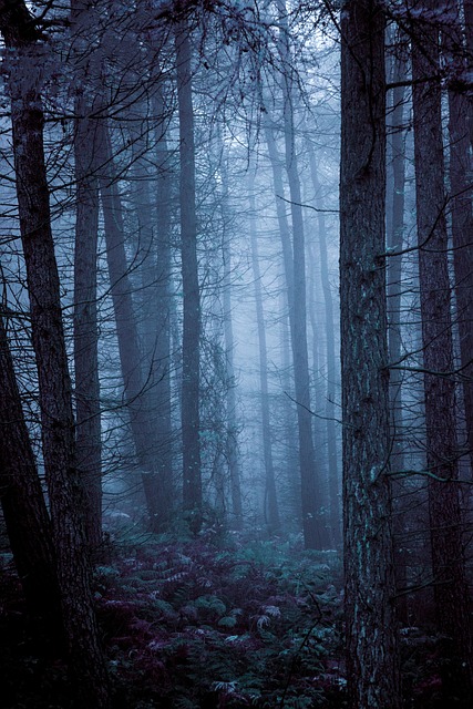Free Trees Forest photo and picture