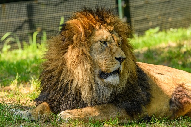 Free Lion Male photo and picture