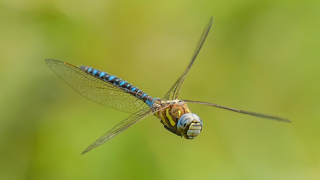 Free Migrant Hawker Dragonfly photo and picture