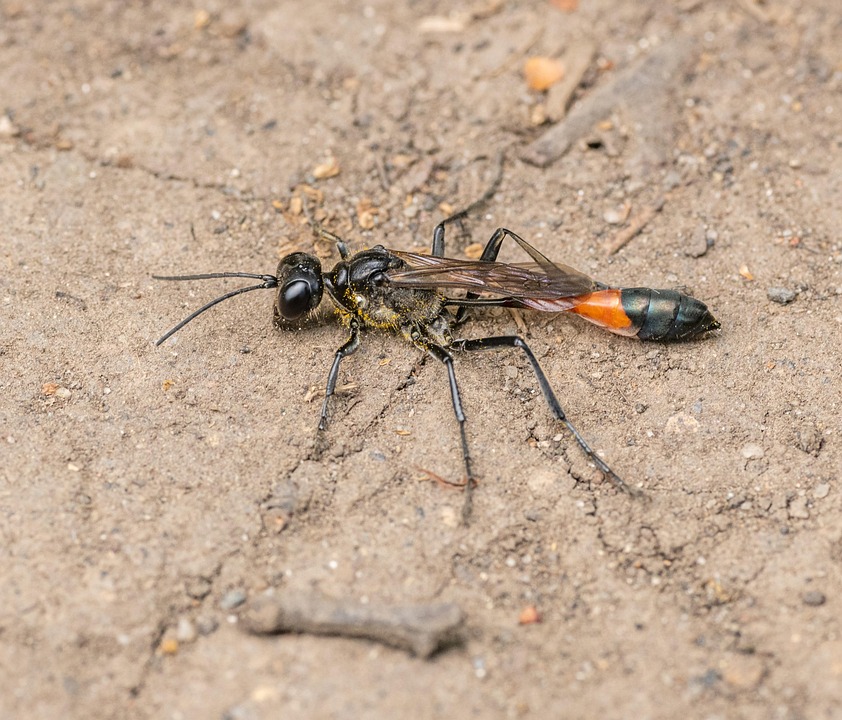 Red-Banded Sand Wasp Ammophila - Free photo on Pixabay - Pixabay